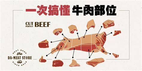 牛肉位置|牛肉部位一次搞懂